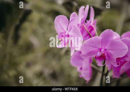 Close up d'PurpleOrchids sur fond blure, Phalaenopsis aphrodite hybride dans le jardin tropical Banque D'Images