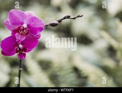 Close up de violet et blanc Orchidées, Phalaenopsis aphrodite hybride dans le jardin tropical Banque D'Images