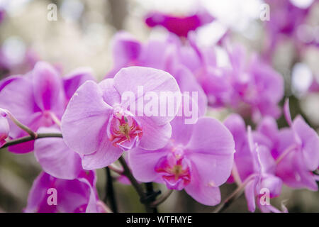 Close up of Purple Orchidées, Phalaenopsis aphrodite hybride dans le jardin tropical Banque D'Images