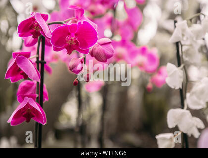 Close up de pourpre et d'Orchidées blanches sur fond blure, Phalaenopsis aphrodite hybride dans le jardin tropical Banque D'Images