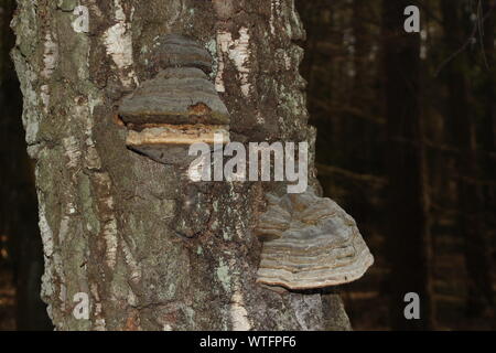 Champignon sur l'arbre en Pologne Banque D'Images