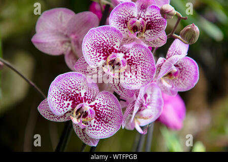 Close up de violet et blanc Orchidées, Phalaenopsis aphrodite hybride dans le jardin tropical Banque D'Images