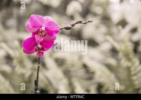 Close up d'PurpleOrchids sur fond blure, Phalaenopsis aphrodite hybride dans le jardin tropical Banque D'Images