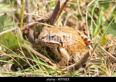 Grenouille rousse (Rana temporaria) animal adulte, UK Banque D'Images
