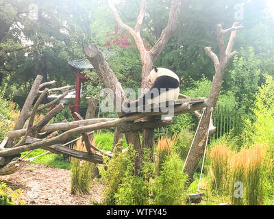 Très beau et mignon panda marcher dans la nature. Banque D'Images