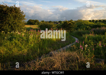 Réservoir de Royd Moor, nr Penistone, Yorkshire, Royaume-Uni Banque D'Images