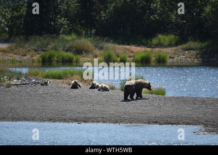 Katmai National Park, Alaska. Juin 27, 2019 aux États-Unis. Ours brun côtières semer avec triplés sur la rivière Brooks. Banque D'Images