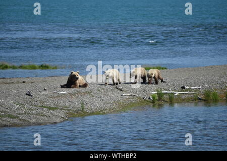 Katmai National Park, Alaska. Juin 27, 2019 aux États-Unis. Ours brun côtières semer avec triplés sur la rivière Brooks. Banque D'Images