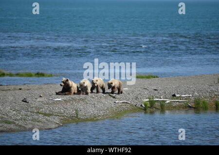 Katmai National Park, Alaska. Juin 27, 2019 aux États-Unis. Ours brun côtières semer avec triplés sur la rivière Brooks. Banque D'Images