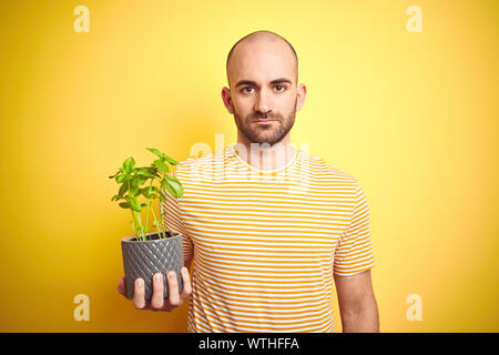 Jeune homme tenant le basilic plat terrain isolé sur fond jaune avec une expression confiante face à la pensée intelligente grave Banque D'Images