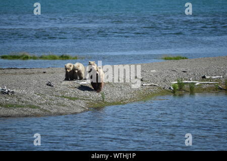 Katmai National Park, Alaska. Juin 27, 2019 aux États-Unis. Ours brun côtières semer avec triplés sur la rivière Brooks. Banque D'Images