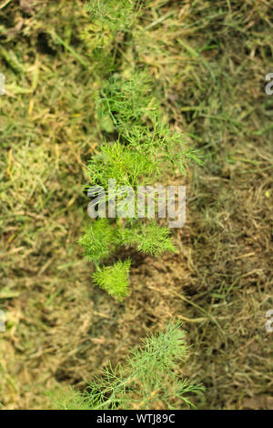 Les jeunes plantes aneth brise le paillis Banque D'Images