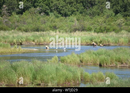 Katmai National Park, Alaska. Juin 27, 2019 aux États-Unis. Ours brun côtières semer avec triplés sur la rivière Brooks. Banque D'Images