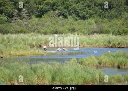 Katmai National Park, Alaska. Juin 27, 2019 aux États-Unis. Ours brun côtières semer avec triplés sur la rivière Brooks. Banque D'Images