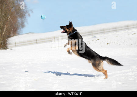 Berger Allemand catch ball en hiver. Chien jouer dans la neige et sauter pour attraper un jouet Banque D'Images