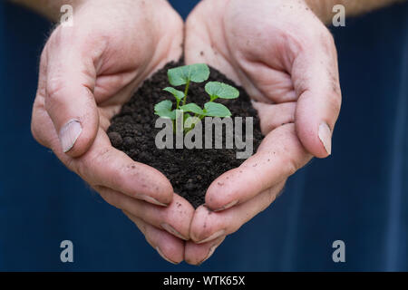 Close-up of man's hands holding petit dans le sol des semis Banque D'Images