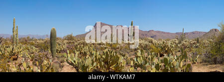 Panorama 180 degrés de Saguaro National Park, Arizona Banque D'Images