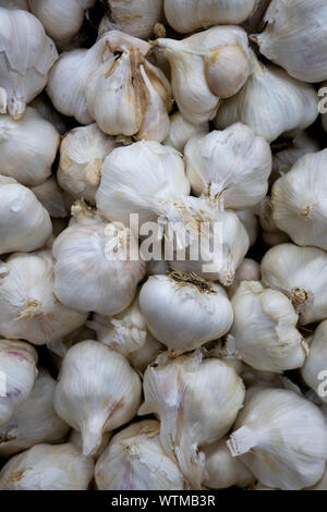 Vue rapprochée d'un grand tas de bulbes d'ail entiers frais avec des peaux extérieures sèches sur un marché ou un stand de produits Banque D'Images