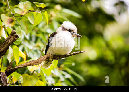 Kookaburra perché sur une branche à Olinda, Victoria, Australie Banque D'Images