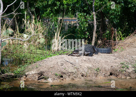 Un alligator soleils sur les banques à un lac dans l'est du Texas. Banque D'Images