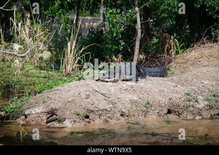 Un alligator soleils sur les rives d'un lac dans l'Est du Texas. Banque D'Images