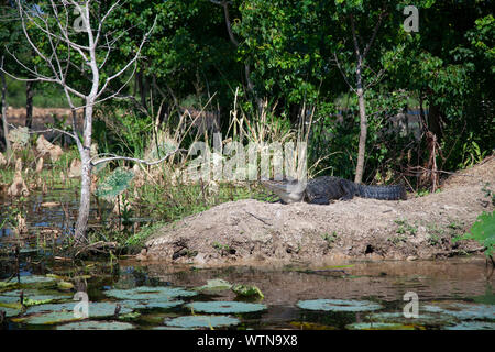 Un alligator soleils sur les rives d'un lac dans l'Est du Texas. Banque D'Images