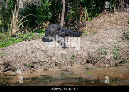 Un alligator soleils sur les rives d'un lac dans l'Est du Texas. Banque D'Images