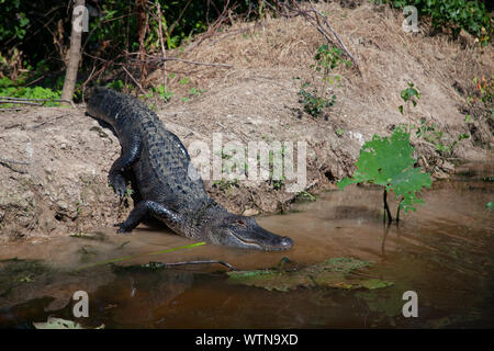 Un alligator soleils sur les rives d'un lac dans l'Est du Texas. Banque D'Images