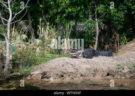 Un alligator soleils sur les rives d'un lac dans l'Est du Texas. Banque D'Images