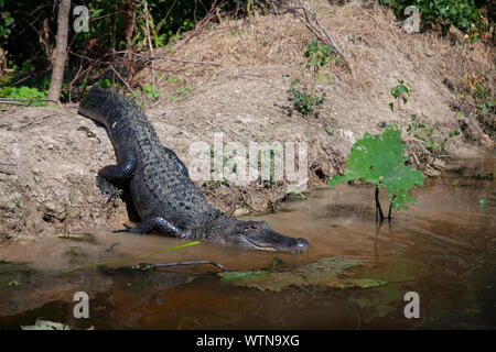 Un alligator sur les rives d'un lac dans l'Est du Texas. Banque D'Images