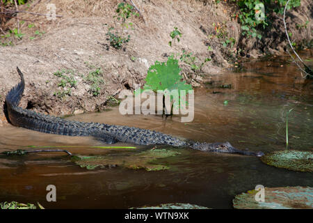 Un alligator sur les rives d'un lac dans l'Est du Texas. Banque D'Images