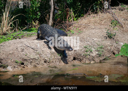 Un alligator sur les rives d'un lac dans l'Est du Texas. Banque D'Images