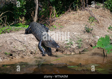 Un alligator soleils sur les rives d'un lac dans l'Est du Texas. Banque D'Images