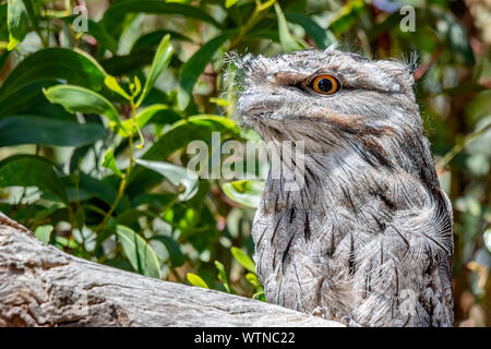 Podargus strigoides une grille supérieure (fauve), Parc historique Woodlands, Greenvale, Victoria, Australie Banque D'Images