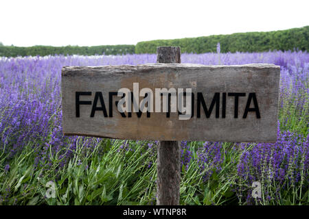 Champ de fleurs pourpre coloré à la ferme Tomita, une fleur ferme à Furano, Hokkaido, Japon Banque D'Images