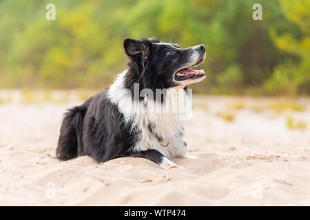 Portrait d'un Border Collie chien dans la nature Banque D'Images