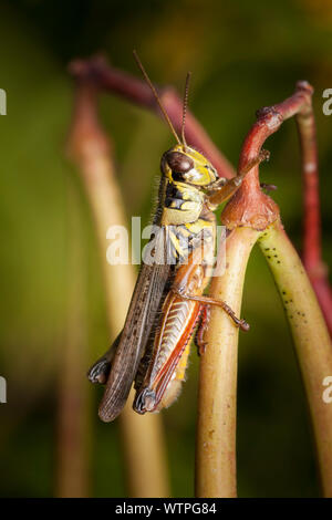 Red-legged sauterelle (Melanoplus femurrubrum) Banque D'Images