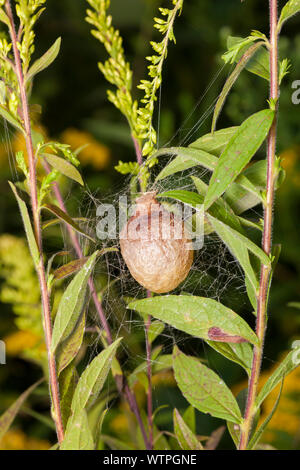 Noir et jaune Argiope (Argiope aurantia) cocon suspendu sur la verge d'usines. Banque D'Images