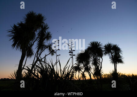 Coucher du soleil à travers les arbres, Foxton, Nouvelle-Zélande. Banque D'Images