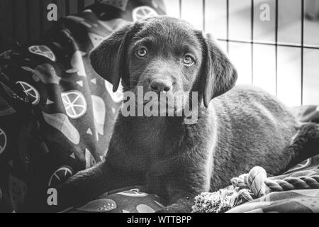 Mon nouvel animal de labrador, chiot qui pose pour son premier portrait photo après son arrivée à la maison. Banque D'Images