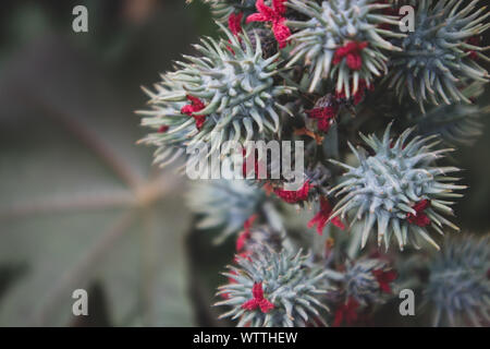 Ricin Plante (Ricinis) Banque D'Images