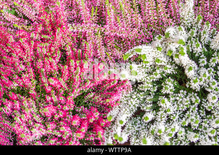 Blooming Heather Calluna, rouge blanc petites fleurs sur fond d'un buisson, vue d'en haut. Blossom Heather vulgaris, fleur d'automne Banque D'Images