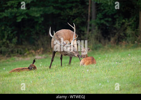 Red Deer, Cervus elaphus, stag et doe embrasser dans désert avec copie espace. Mammifères avec les jeunes parents à proximité. Concept de proximité et l'unité Banque D'Images