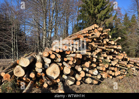 Grumes en bois. L'exploitation du bois en forêt. Grumes de pin fraîchement coupé Banque D'Images