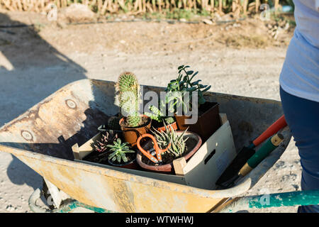 Jeune femme agriculteur promenades avec sa main panier chargé avec captus et pla Banque D'Images