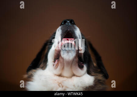Vue vers le haut du Grand Saint Bernard chien haletant à la maison Banque D'Images