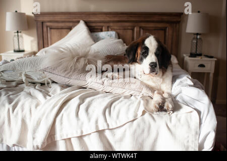 Grand Saint Bernard chien portant sur le lit en désordre à la maison avec expression mignon Banque D'Images