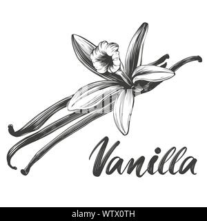 Épices vanille ingrédient pour la cuisson des aliments isolé sur fond blanc hand drawn vector illustration croquis réalistes. Illustration de Vecteur