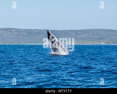 Un Humpback Whale breaching en face de Cape Point à False Bay, Afrique du Sud Banque D'Images