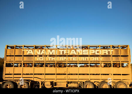 Un train routier dans l'Outback australien, chargé avec du bétail Banque D'Images